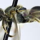 Illustration for article titled Sweat-Eating Bees Are Invading Our Cities